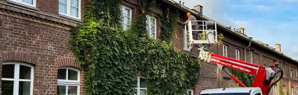 raumgut Mitarbeiter auf dem Steiger vor bewachsener Hauswand. Rückschnitt des Weines 